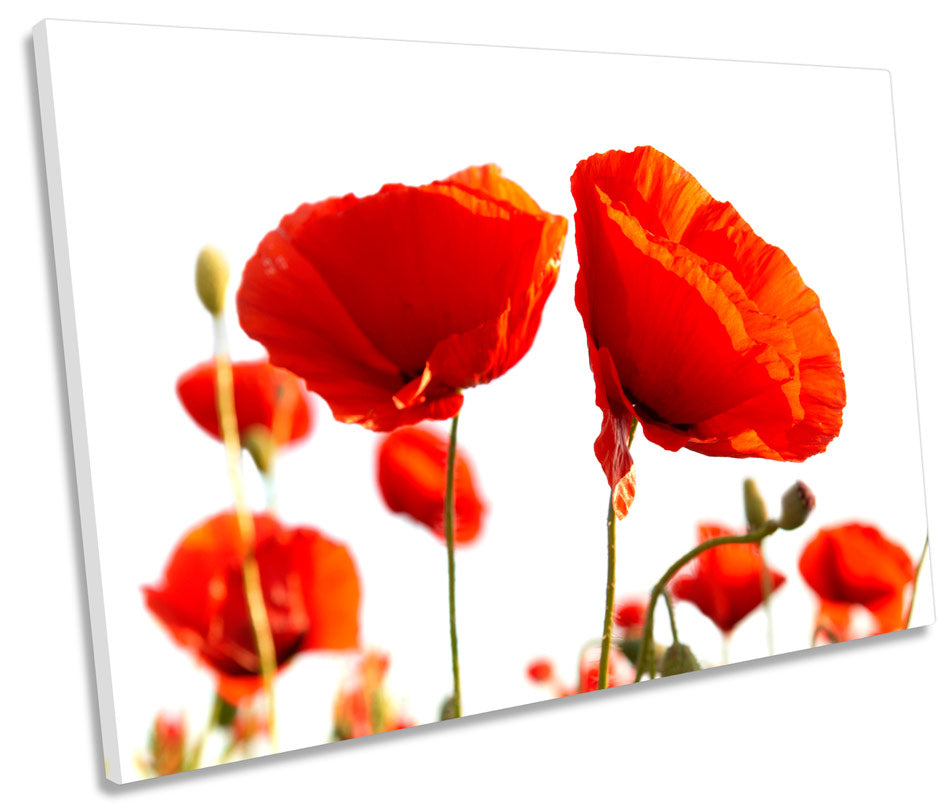 Red Poppies White Sky Flowers