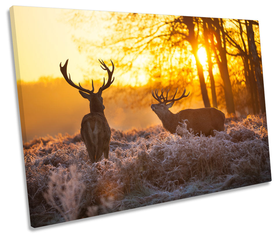 Stag Deers Wildlife Sunset