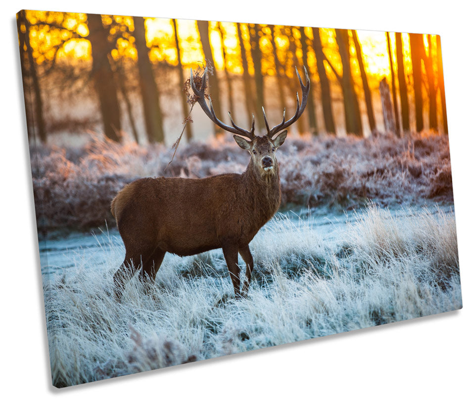 Wild Stag Deer Forest