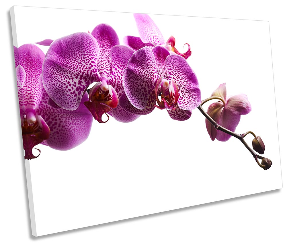 Pink Orchid Flowers Floral