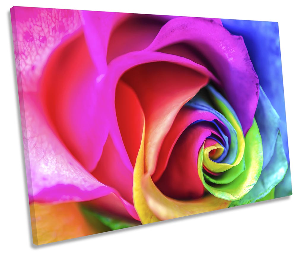 Rainbow Rose Floral Flower