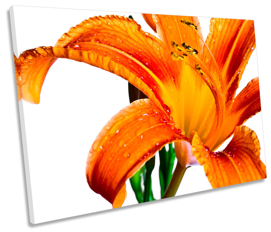 Orange Tiger Lily Floral Flower