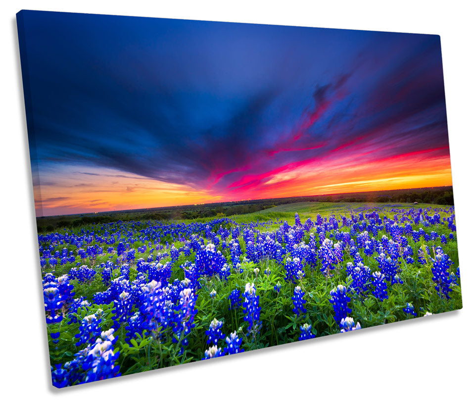 Flowers Landscape Sunset