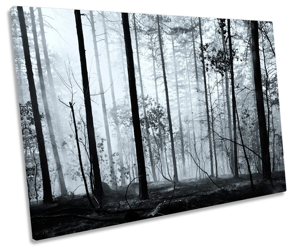 Dark Forest Misty Landscape Trees