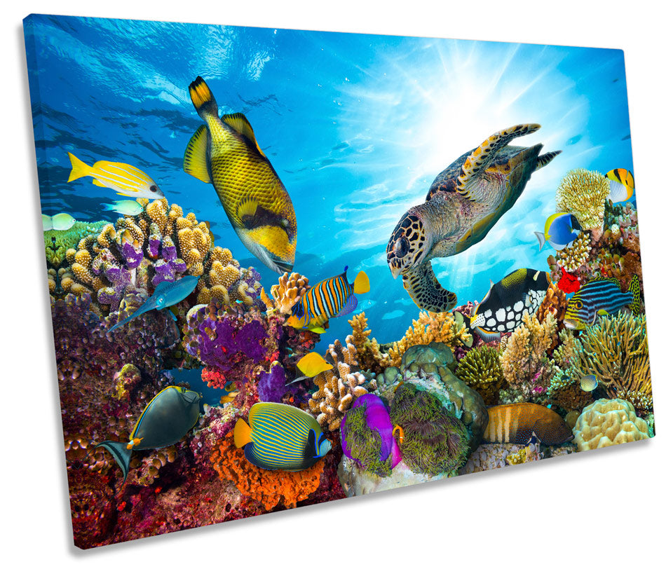 Marine Fish Corals