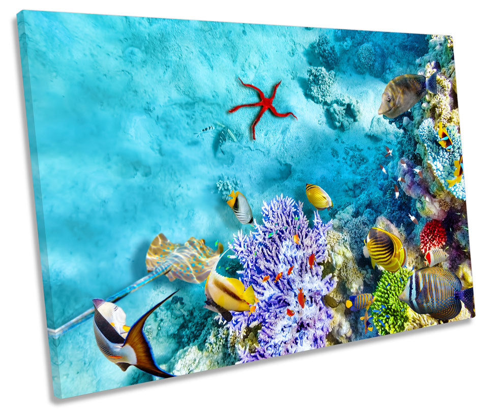 Coral Marine Reef Fish