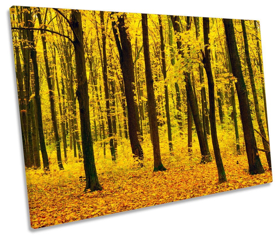 Yellow Sunset Forest Trees