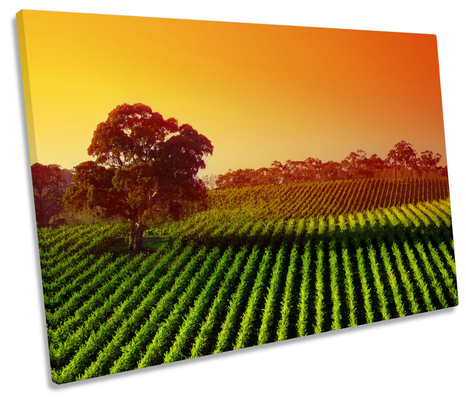 Sunset Vineyard Landscape