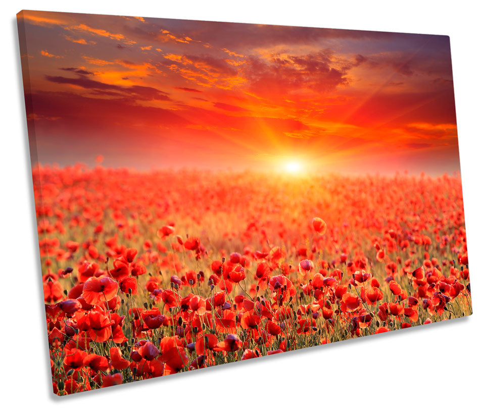 Sunset Poppy Field Landscape