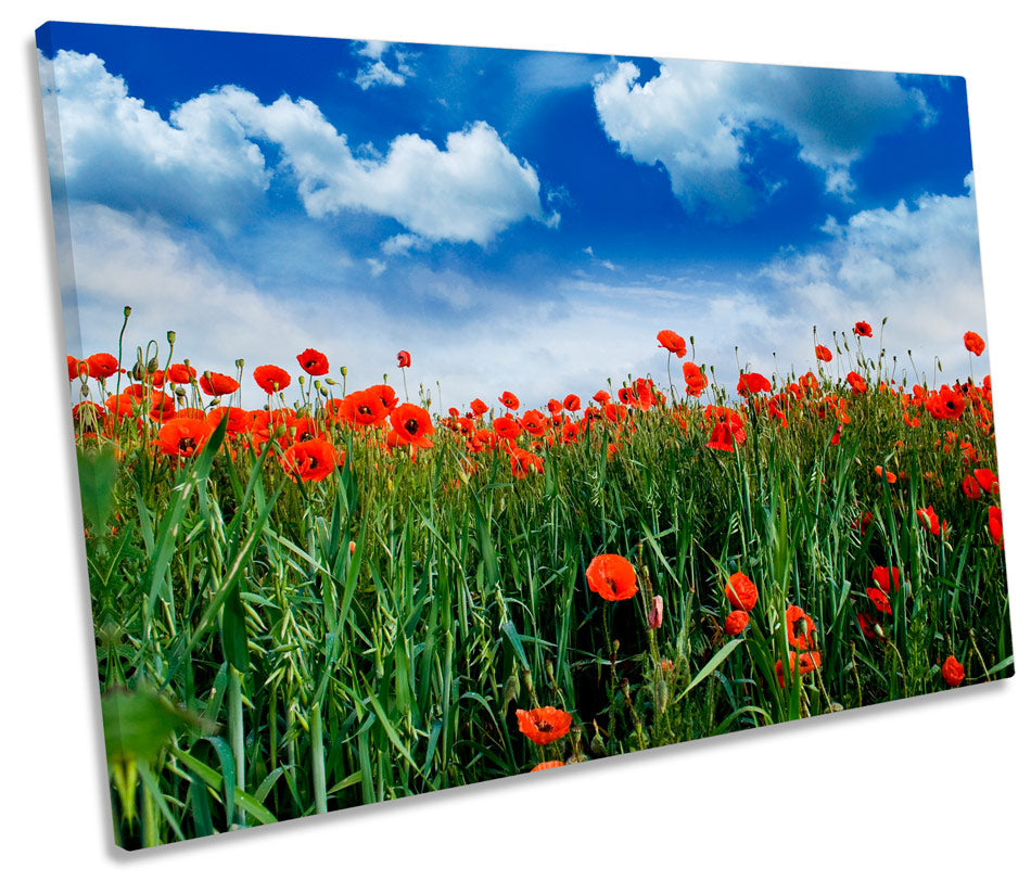 Poppy Meadow Floral Flowers