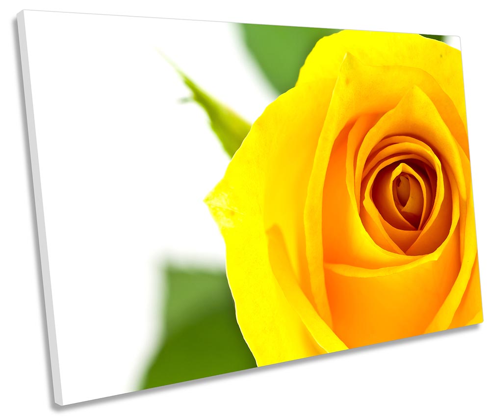 Rose Petal Flower Floral Yellow