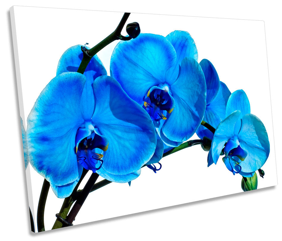 Blue Orchid Flower Floral