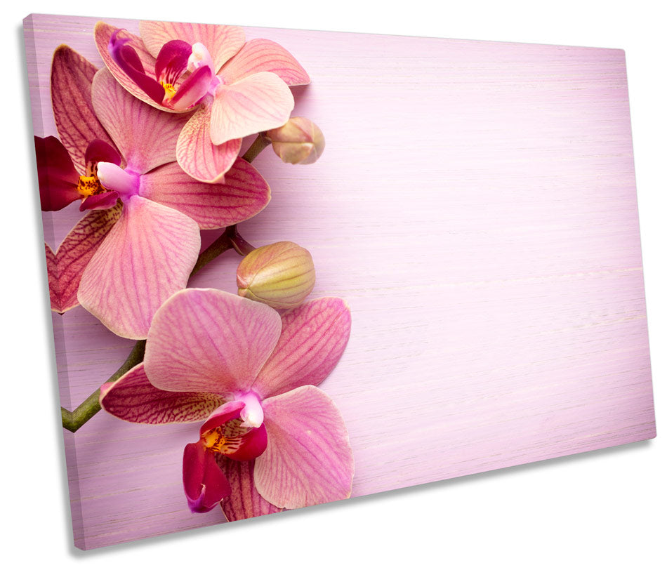 Pink Orchid Floral Flowers