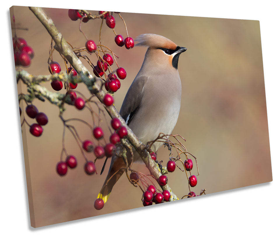 Waxwing Bird Wildlife