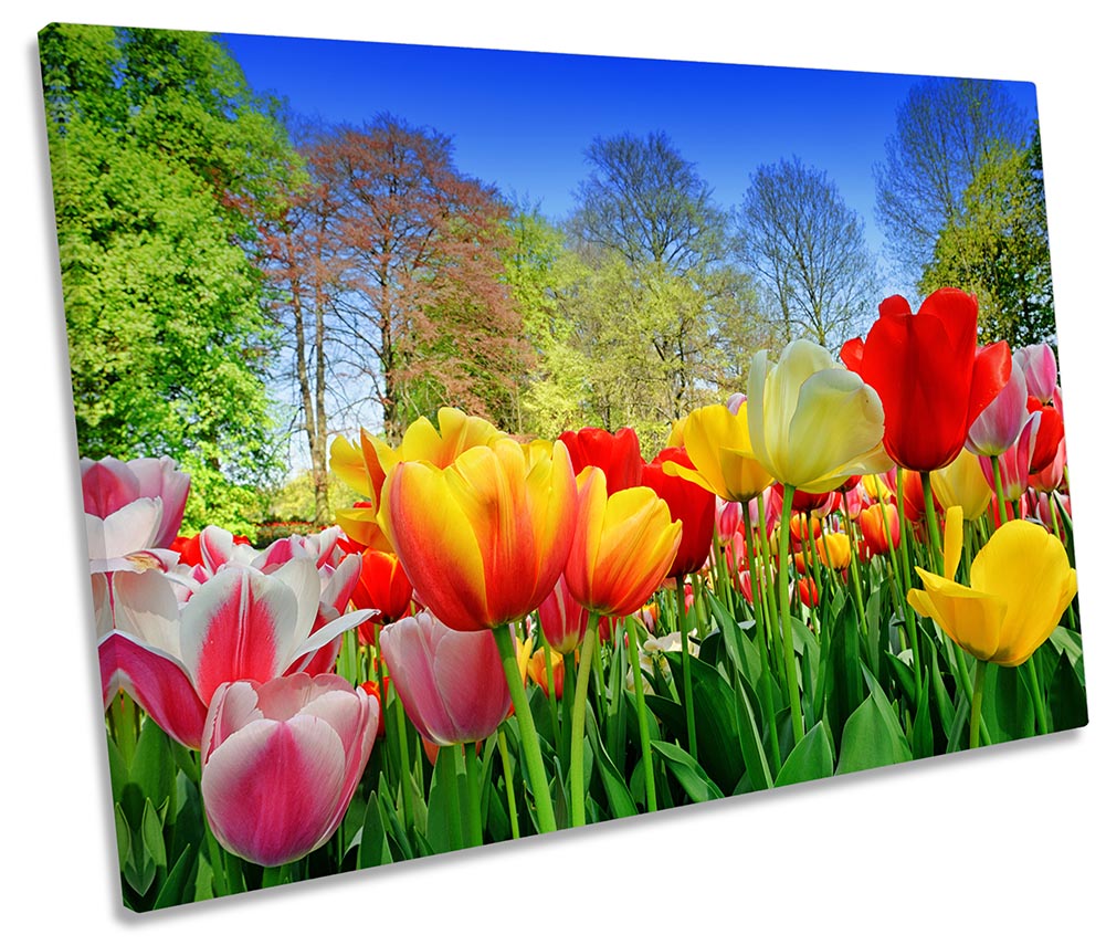 Tulip Flowers Gardern Floral Multi-Coloured