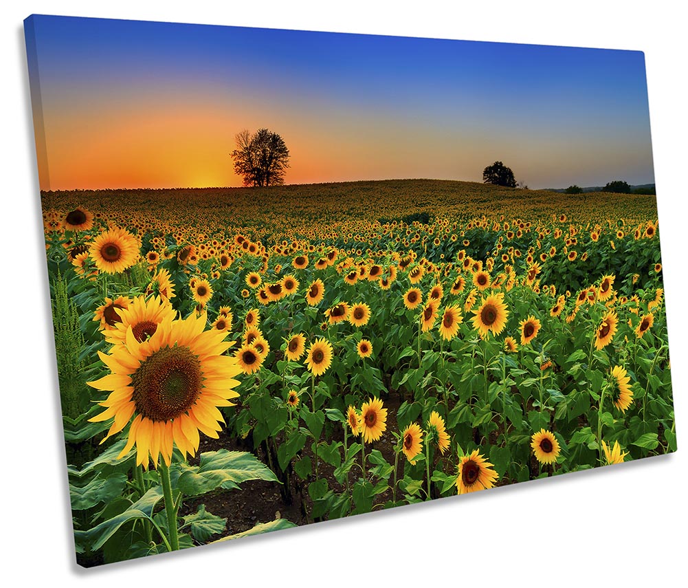 Sunflowers Sunset Landscape Orange