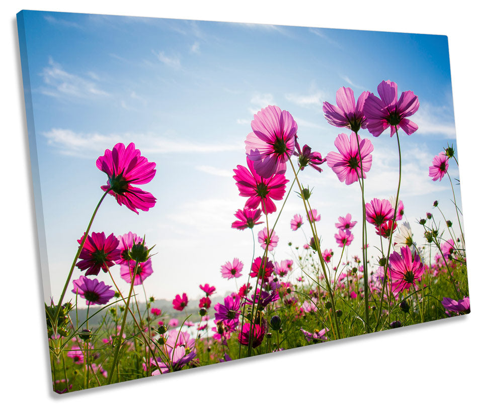 Cosmos Flowers Floral Field