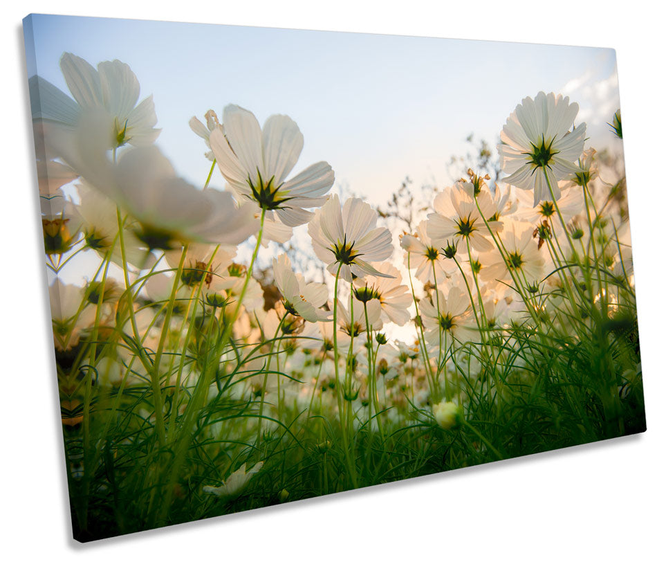 Cosmos Floral Flowers