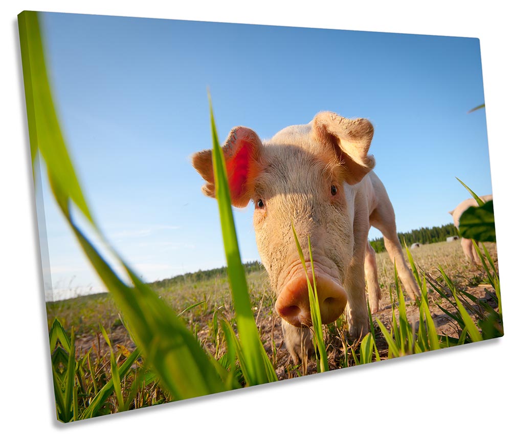 Pig Farm Farming Pink