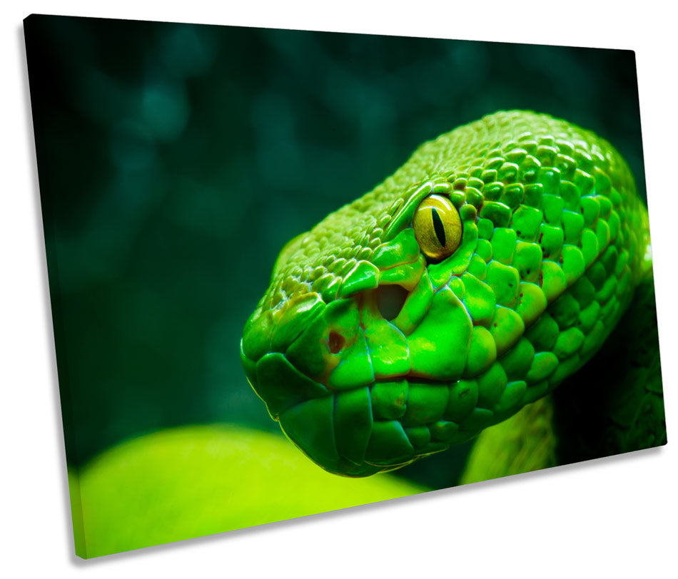 Green Tree Python Snake