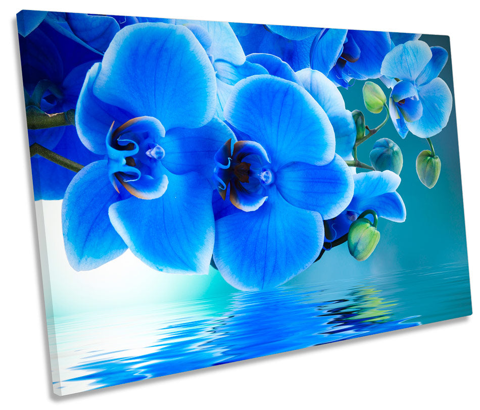 Floral Flower Reflection