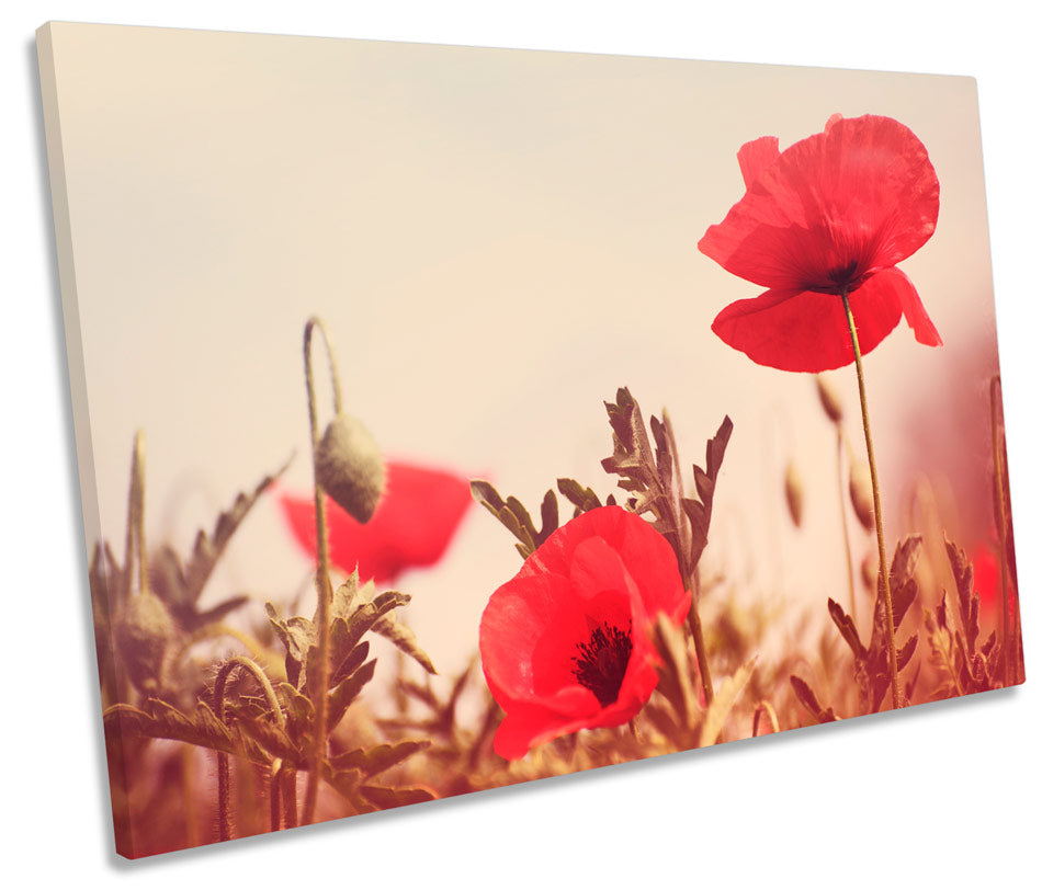 Vintage Poppy Flowers Floral