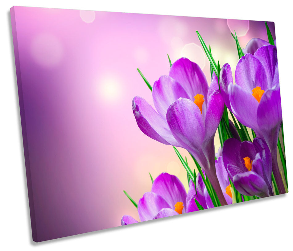 Crocus Spring Flowers Floral