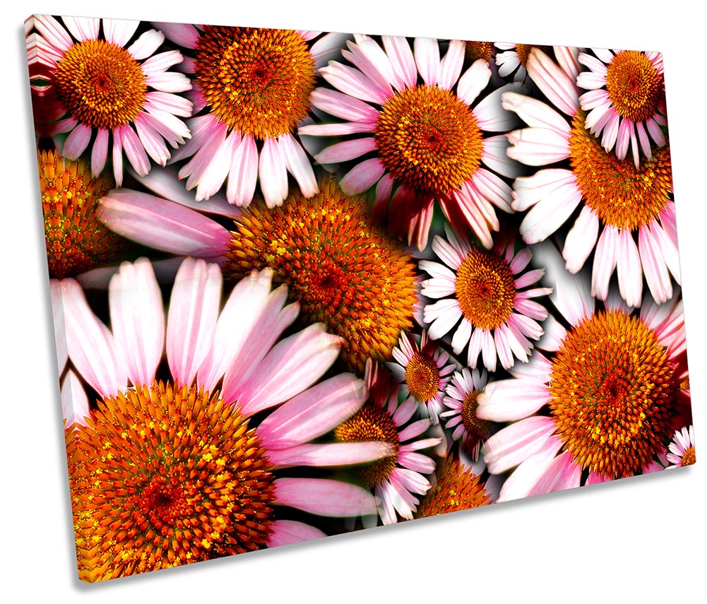 Cone Flowers Floral Pink