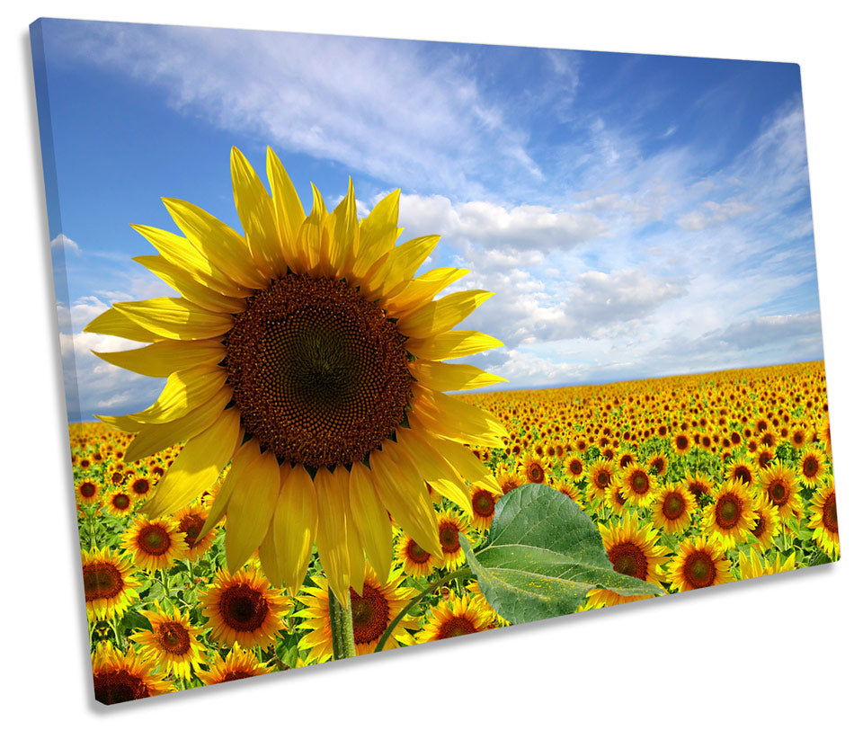 Summer Sunflower Field Flowers