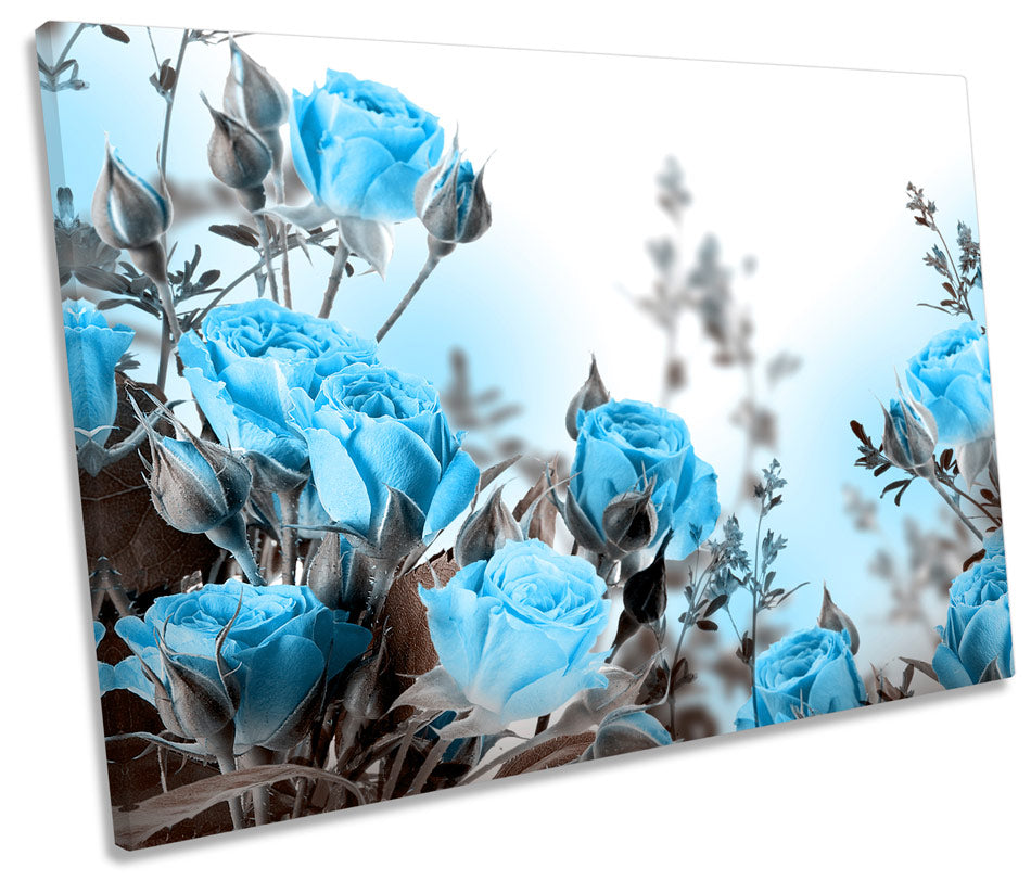 Blue Roses Flowers Floral