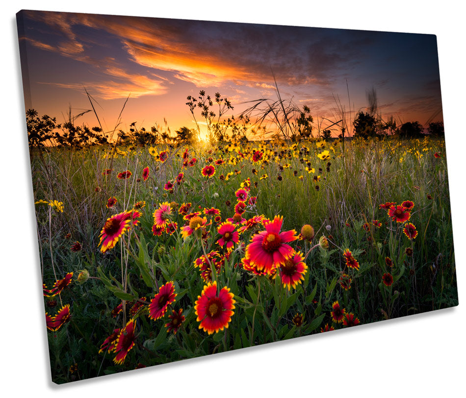 Sunset Wild Floral Flowers