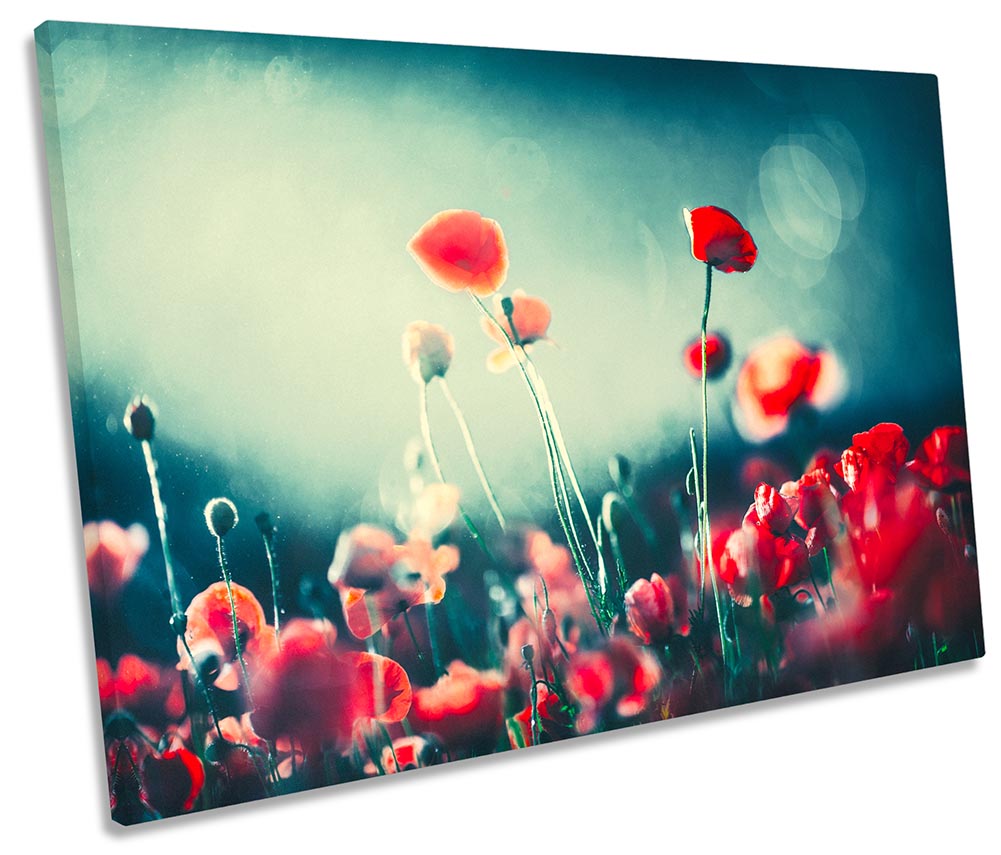 Poppy Flowers Moonlight