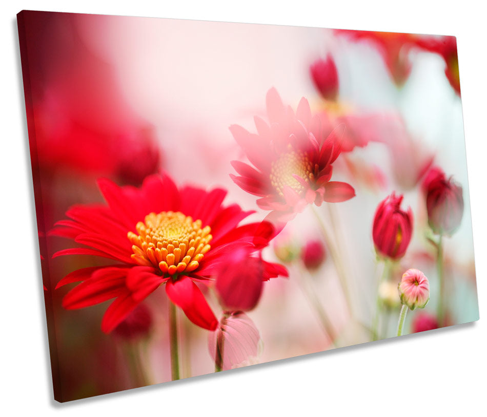 Red Daisy Flower Floral