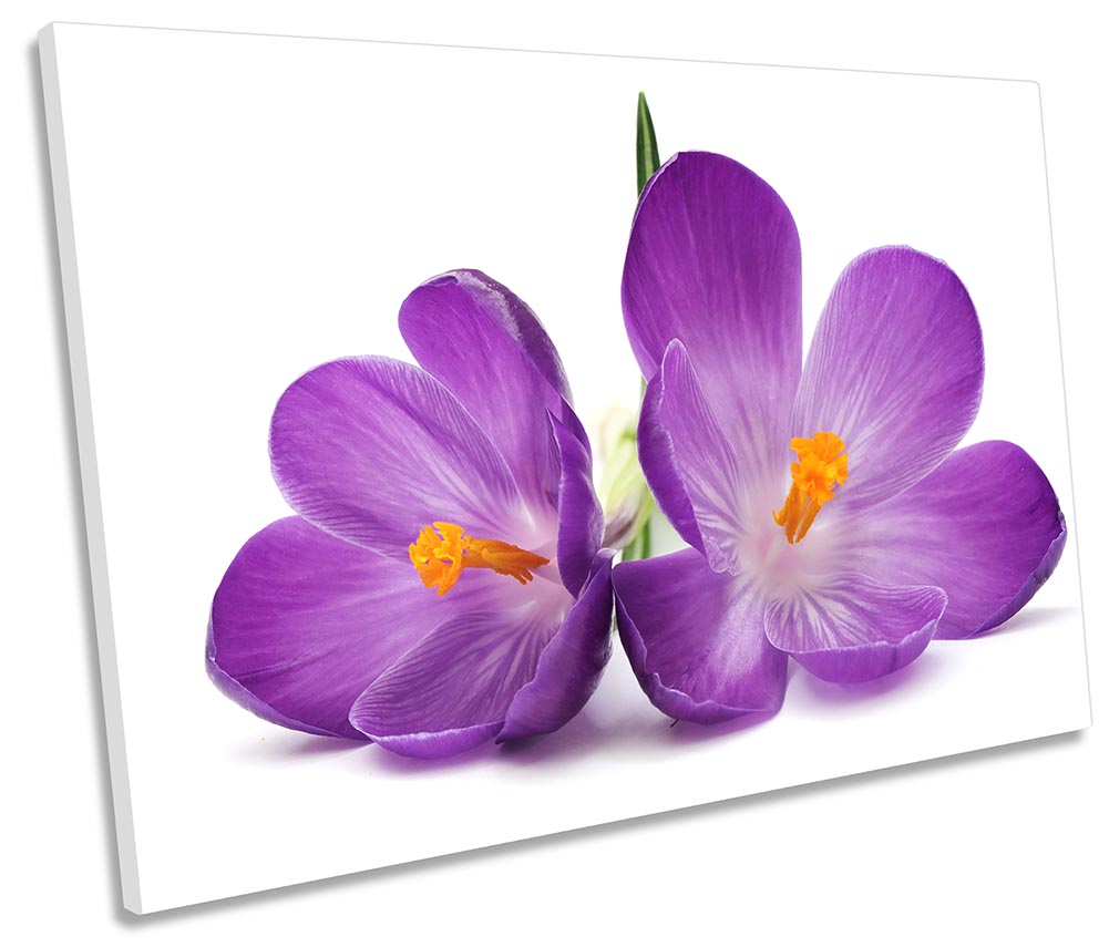 Purple Crocus Flowers Floral