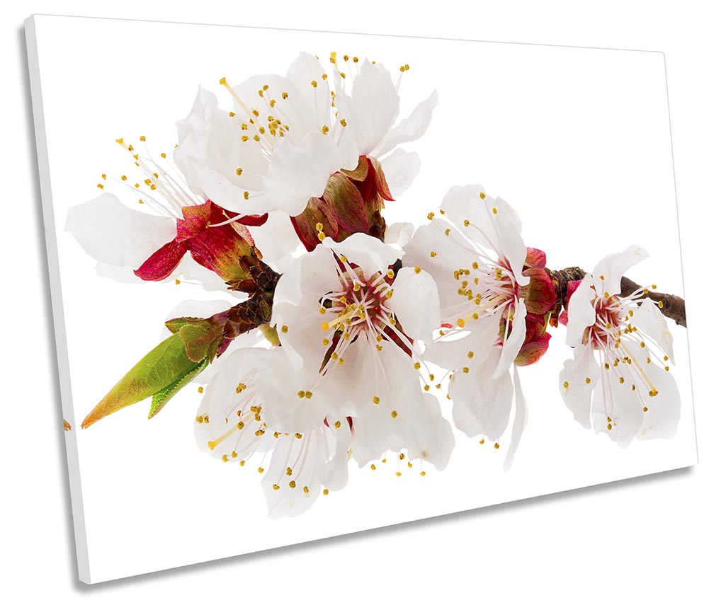 Apricot Floral Flower Blossom White