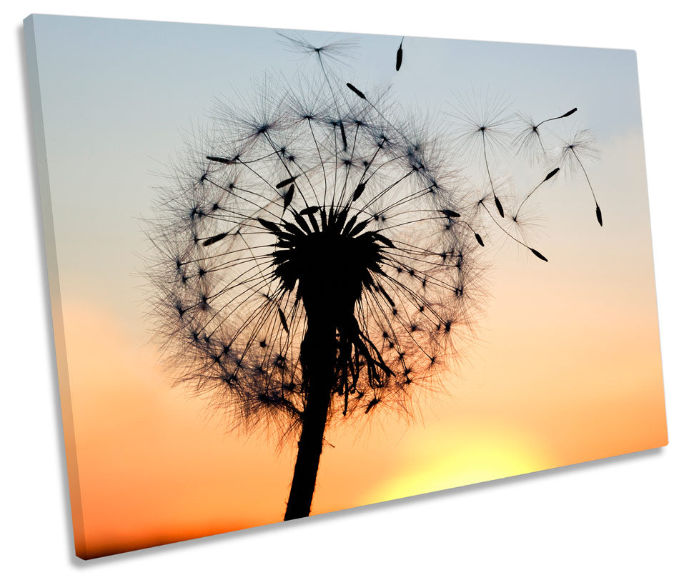 Dandelion Clock Sunset Floral