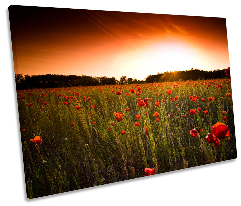 Sunset Floral Poppy Field