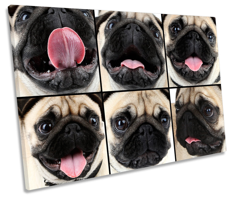 Cute Pug Dog Collage