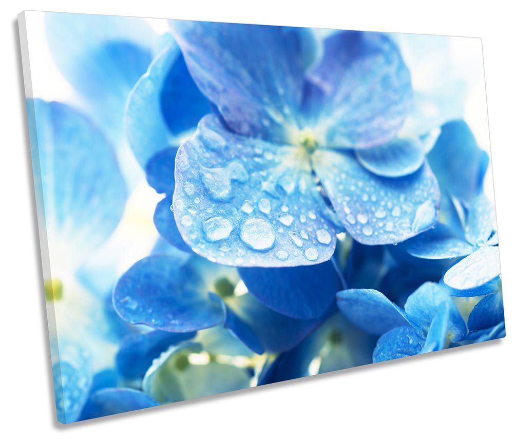 Blue Hortensia Flower Floral