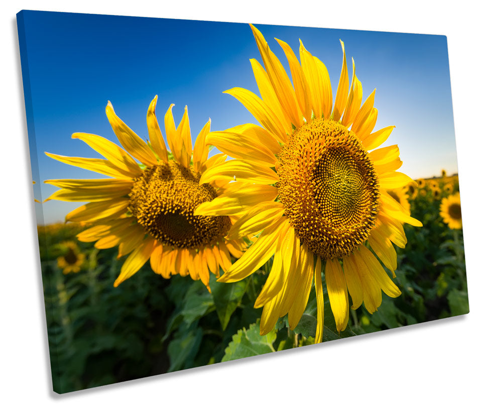 Sunflower Floral Scene