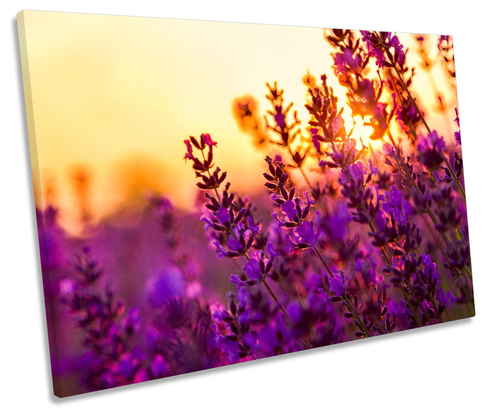 Lavender Floral Field Sunset