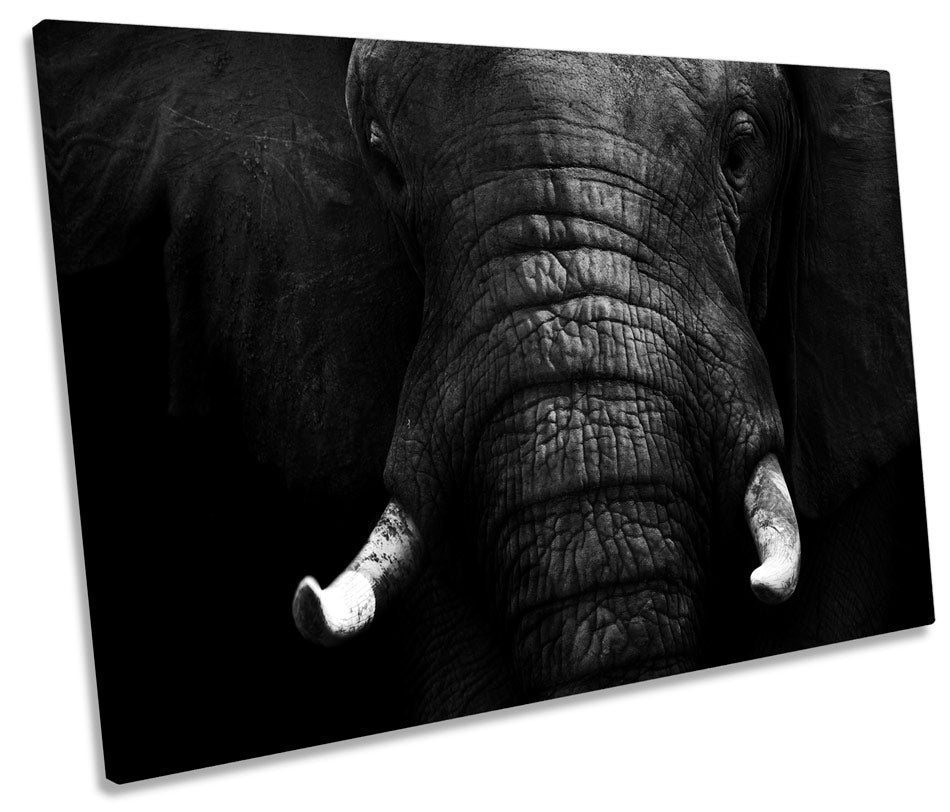 Elephant Mono B&W