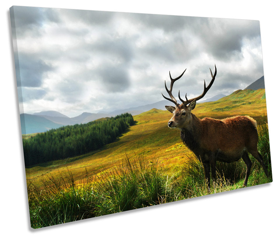 Stag Deer Scotland Highlands Wildlife