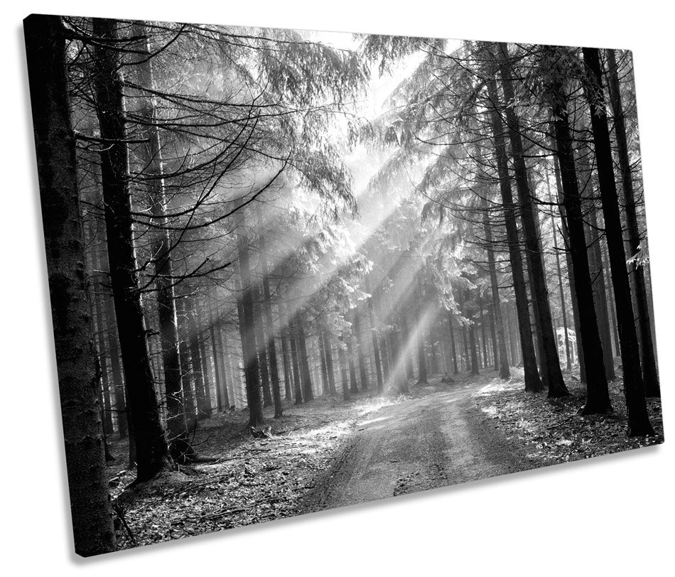 Forest Landscape Black and White