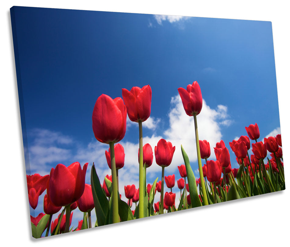 Tulip Flowers Sky Floral