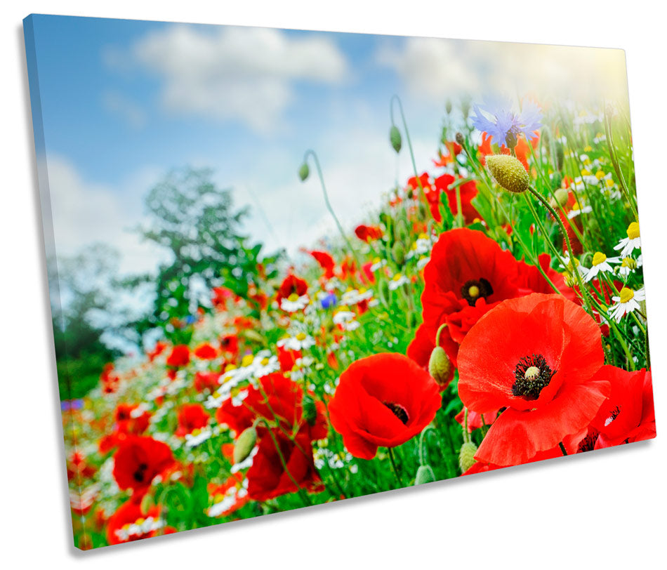 Red Poppies Floral Flower Summer