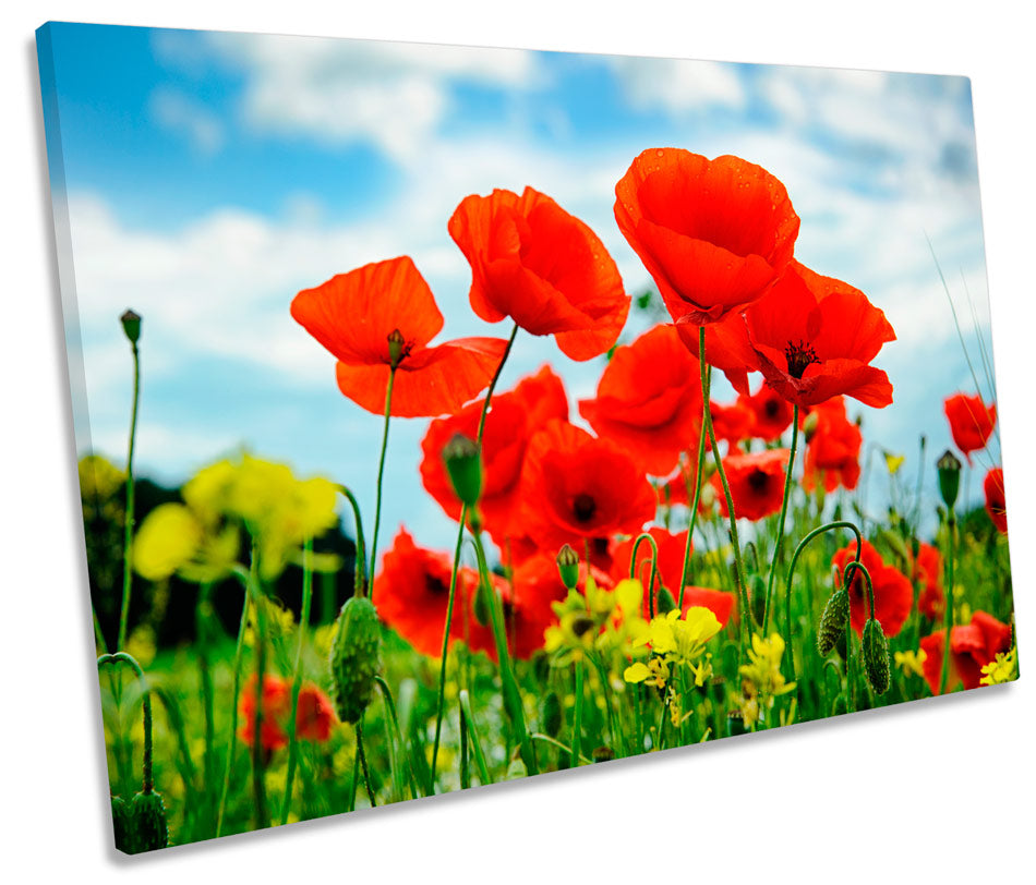 Poppies Summer Field Flowers