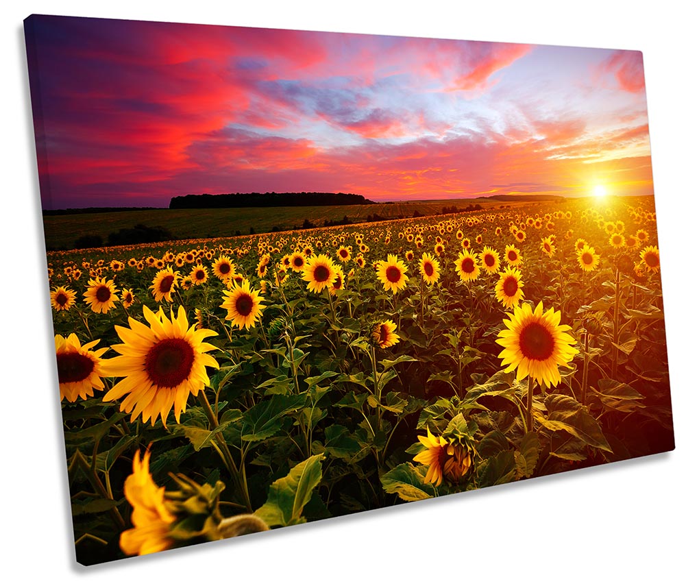 Sunflower Field Sunset Multi-Coloured