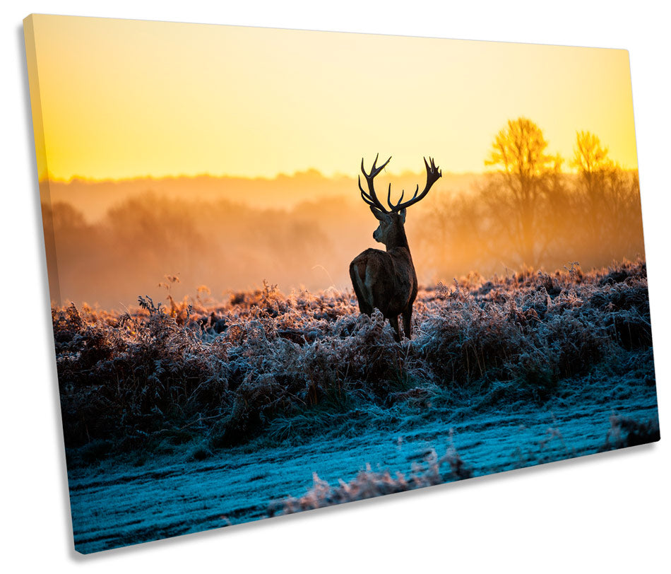 Stag Deer Sunset