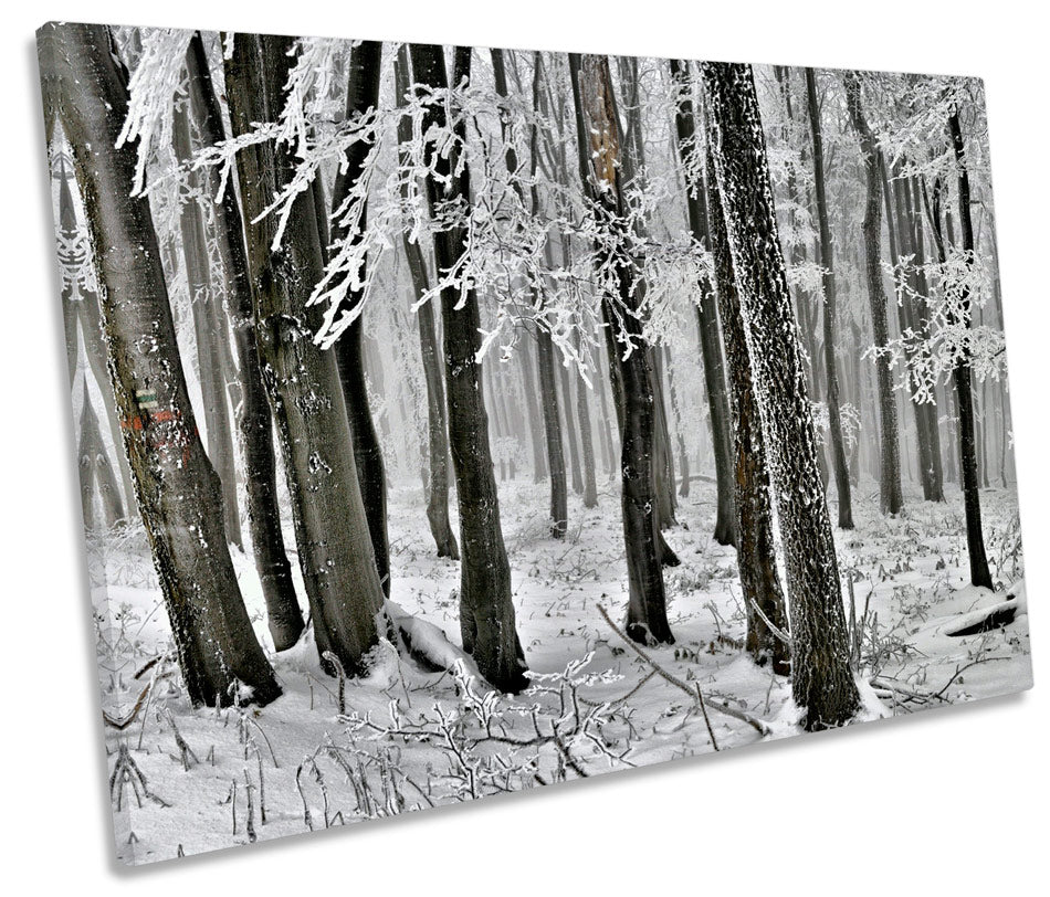 Winter Forest Landscape Trees